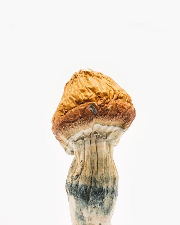 malabar coast mushrooms