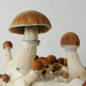 magic mushroom spores